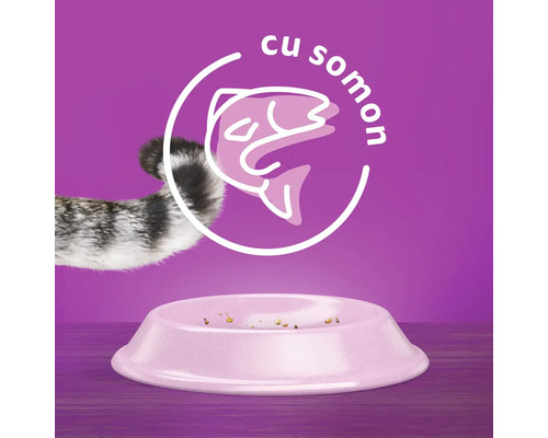 Mâncare pentru pisici cu somon în castron cu laba de pisică