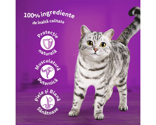 Pisică pe fundal violet cu simboluri pentru apărare naturală, mușchi puternici și piele și blană sănătoase