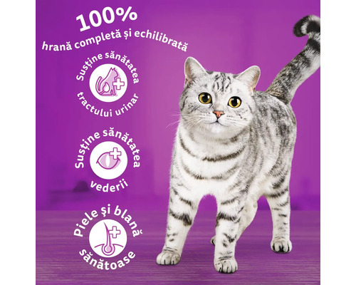 Pisică pentru reclama produsului hrană pentru pisici