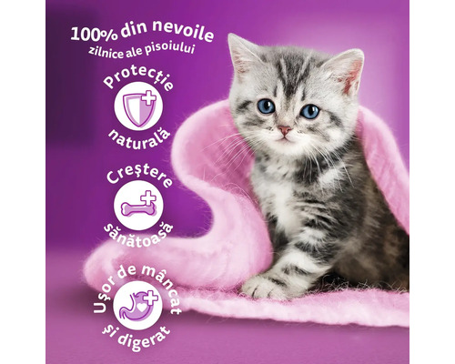 Imagine cu un pisoi gri cu ochi albaștri, înfășurat într-o pătură, prezentând beneficiile hranei pentru pisoi: nutriție completă, protecție naturală, creștere sănătoasă și digestie ușoară.