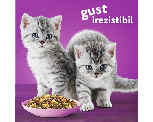 Doi pisoi și un castron cu mâncare pentru pisici