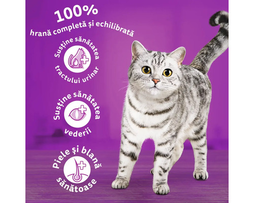 Hrană pentru pisici pentru a susține sănătatea