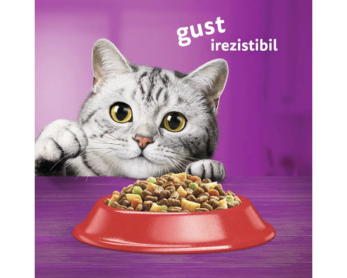 Pisică se uită la un castron cu mâncare pentru pisici