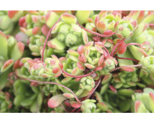 Prim-plan al unei plante suculente