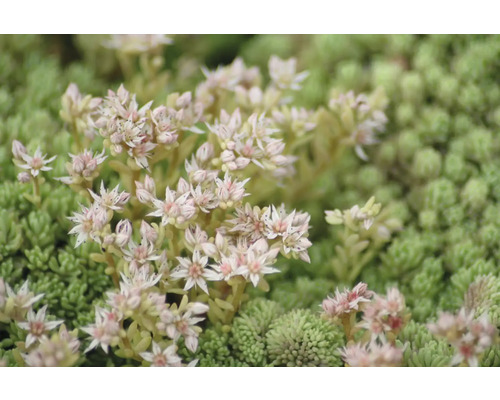 Prim-plan cu o plantă de Sedum cu flori