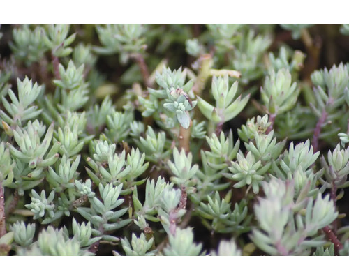 Prim-plan al unei plante Sedum