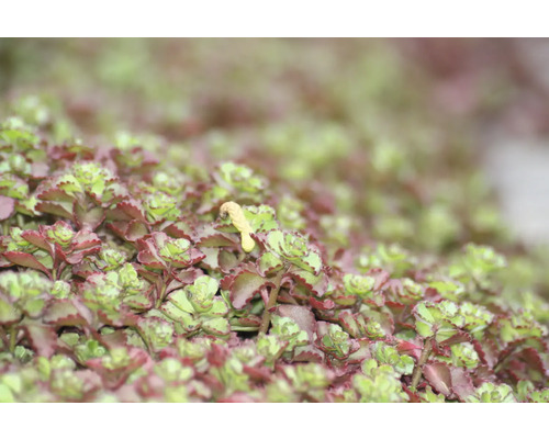 Prim-plan al unei plante de Sedum