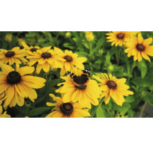 Flori de rudbeckia cu un fluture