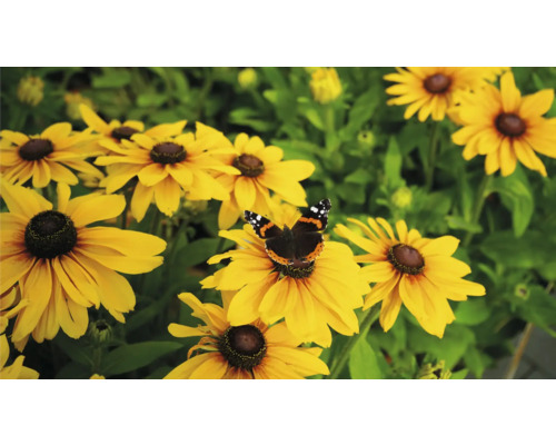 Flori de rudbeckia cu un fluture