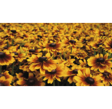 Câmp cu flori de Rudbeckia în grădină