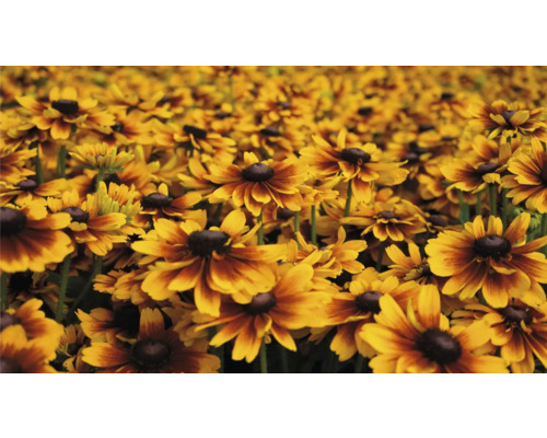 Câmp cu flori de Rudbeckia în grădină