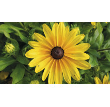 Floare galbenă Rudbeckia într-un pat de grădină
