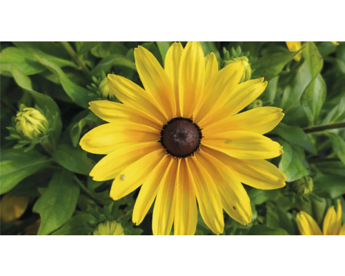 Floare galbenă Rudbeckia într-un pat de grădină
