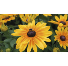 Prim-plan cu o floare de Rudbeckia cu o albină.