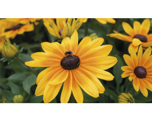 Prim-plan cu o floare de Rudbeckia cu o albină.