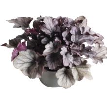 Plantă Heuchera în ghiveci