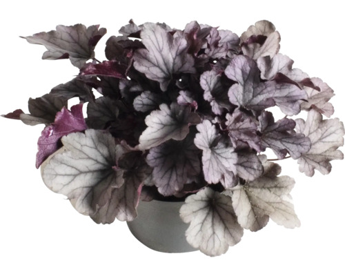 Plantă Heuchera în ghiveci