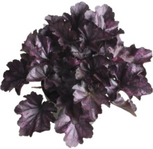 Plantă Heuchera în ghiveci cu frunze de culoare închisă