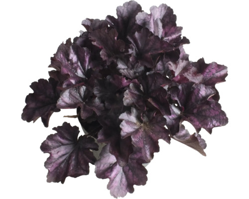 Plantă Heuchera în ghiveci cu frunze de culoare închisă