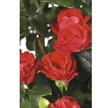 Trandafir FloraSelf Rose 'Zepeti' ® H 30-40 cm Co 6 L-thumb-2