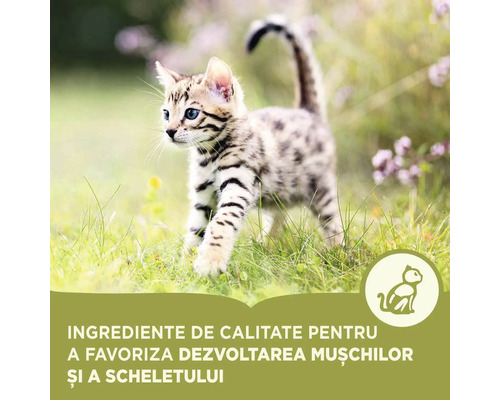 Pisicuță jucăușă în iarbă