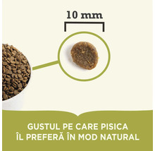 Mâncare uscată pentru pisici, granule de mărimea 10 milimetri