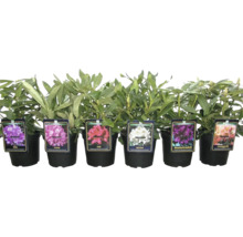 Rhododendron în diferite culori în ghiveci