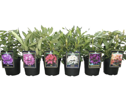 Rhododendron în diferite culori în ghiveci