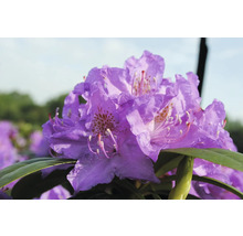 Prim-plan cu o floare violetă de rododendron