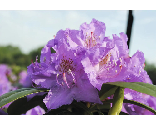 Prim-plan cu o floare violetă de rododendron