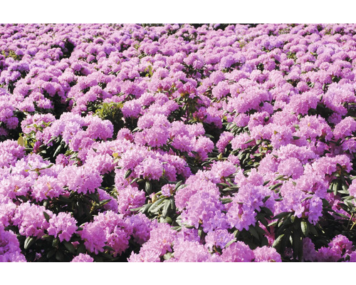 Câmp cu rododendroni înfloriți
