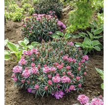 Trei arbuști de rhododendron într-o grădină