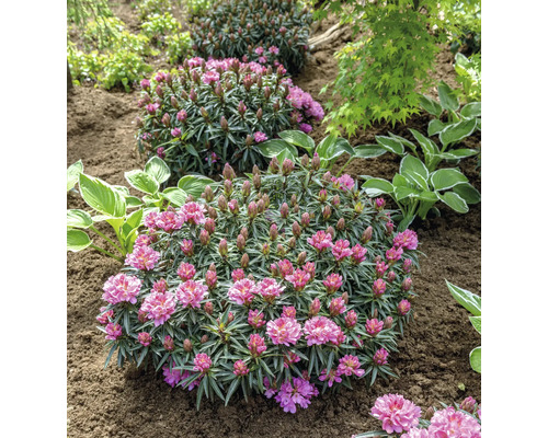 Trei arbuști de rhododendron într-o grădină