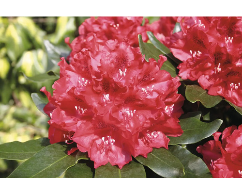 Prim-plan cu o floare de rododendron roșie cu frunze verzi