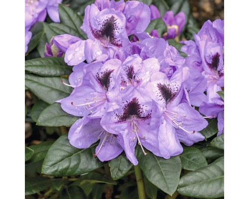 Prim-plan cu o plantă de rododendron cu flori mov și frunze verzi