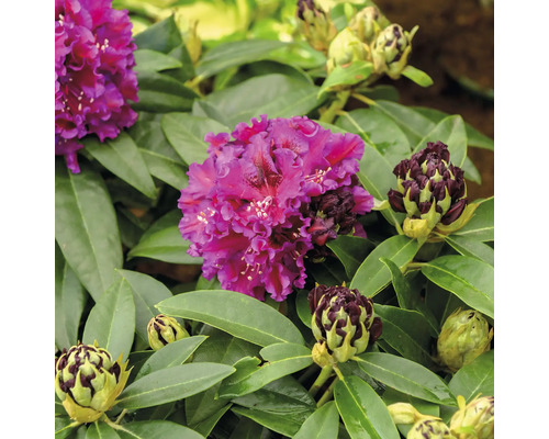 Prim-plan cu o floare de rododendron purpurie cu frunze verzi și boboci.