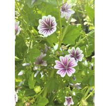 Prim-plan al plantei de nalbă în grădină