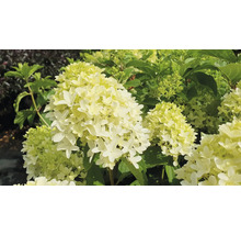 Hortensie paniculata cu floare