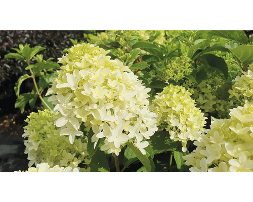 Hortensie paniculata cu floare