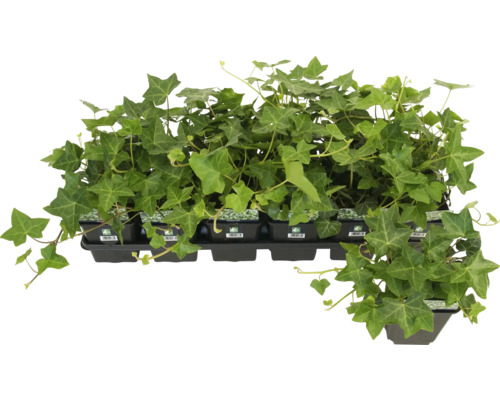 Plante de iederă într-un recipient din plastic negru