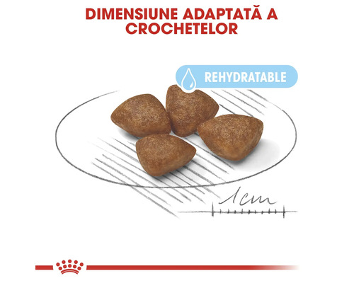 Mâncare uscată rehidratabilă pentru câini într-o farfurie