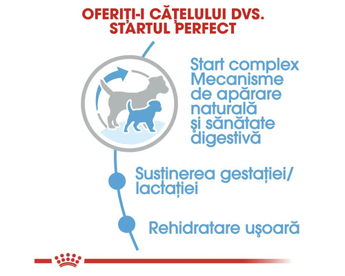 Beneficiile hranei pentru câini: complex de început, mecanisme de apărare naturală, sănătate digestivă, susținerea gestației și lactației, rehidratare ușoară