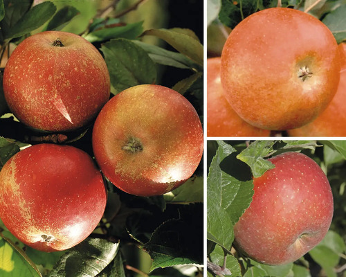 Bio Pom fructifer măr trio pe spalier FloraSelf Bio Malus domestica H ca. 100-120 cm Co 7,5 L