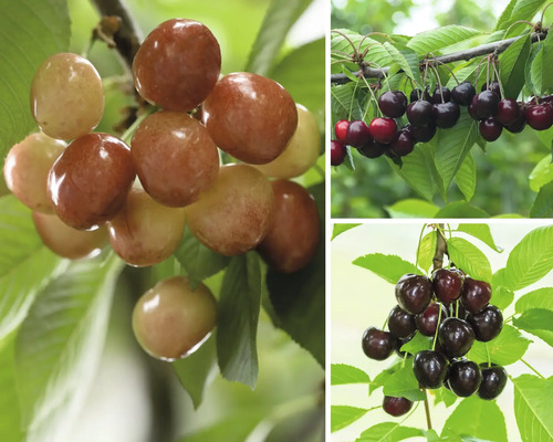 Bio Pom fructifer cireș trio pe spalier FloraSelf Bio Prunus avium H ca. 100-120 cm Co 7,5 L