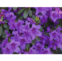Prim-plan cu flori de rododendron violet.