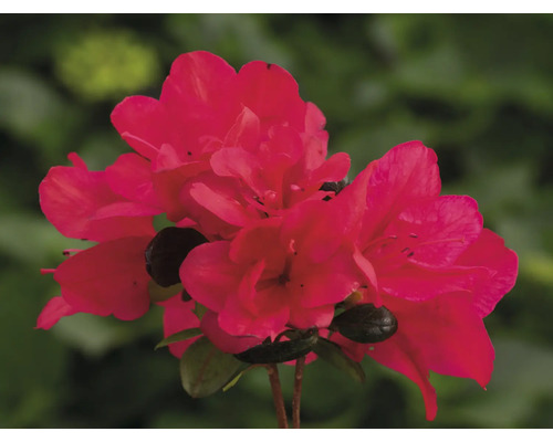 Azalee/Rododendron FloraSelf Rhododendron obtusum H 25-30 cm Co 3 L roșu