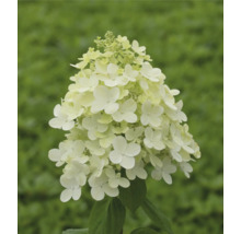 Hortensie paniculată cu flori albe
