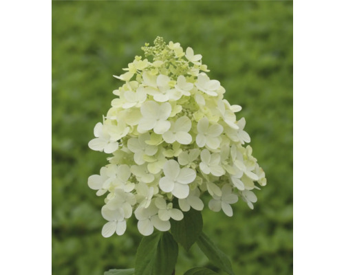 Hortensie paniculată cu flori albe