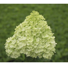 Floare de hortensie paniculată