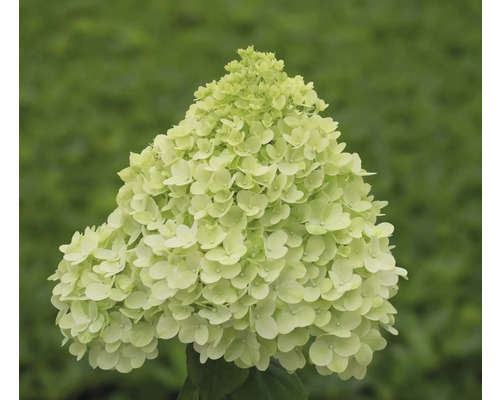 Floare de hortensie paniculată
